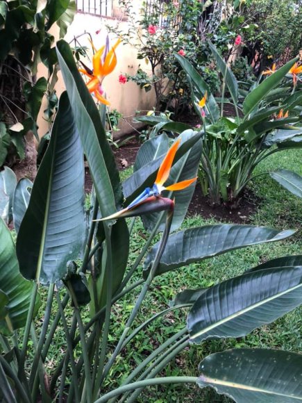 flower bird of paradise