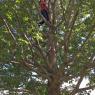 tree (4)