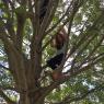 tree (5)