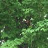 tree (6)