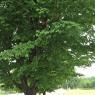 tree (7)