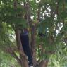 tree (8)