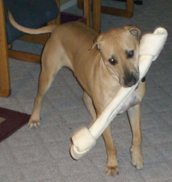 big bone2