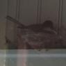 03 birds