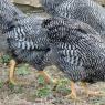 04 chicks part 2