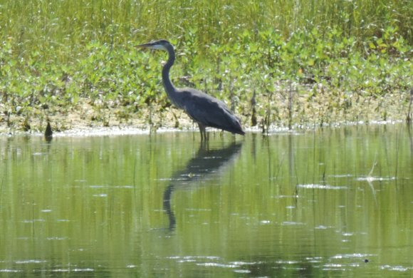 great blue heron