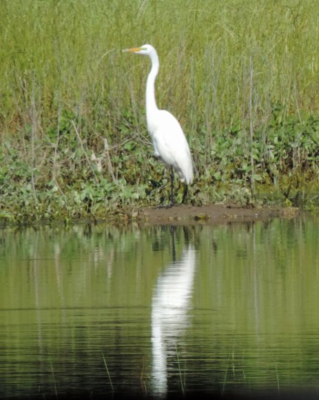 great egret