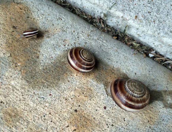 snail family