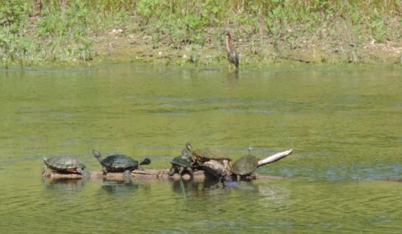 turtles