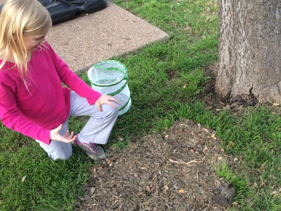 13 hannah pet bird for a day