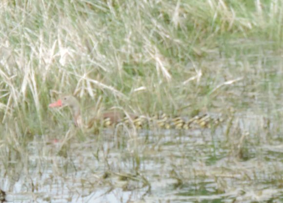 18 ducklings