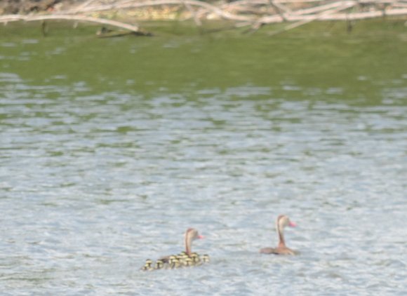 19 ducklings