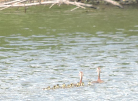 20 ducklings