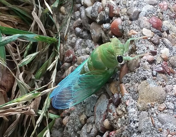 23 cicada