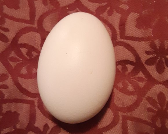 09 oct first egg2