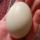 09 oct first egg