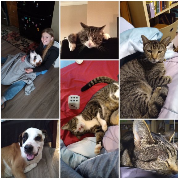 pet collage