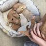 10 puppies
