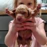 puppies (2)