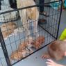 puppies (5)