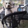 sammy (1)