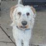 sammy (4)