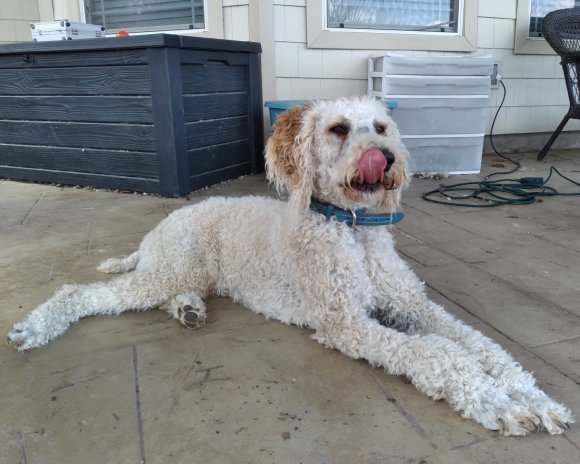 sammy (7)