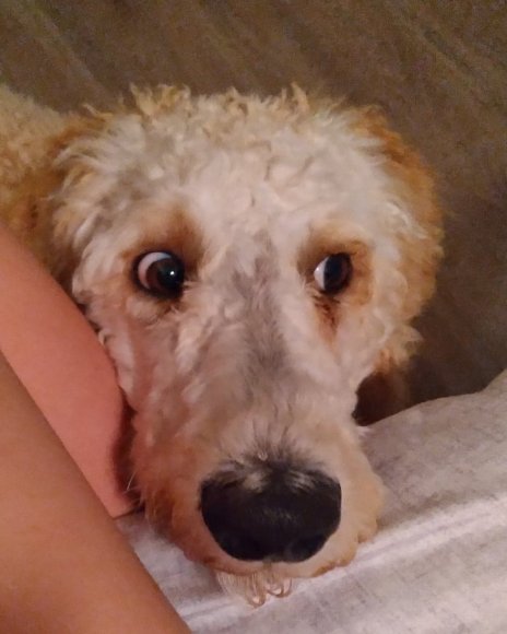sammy (8)