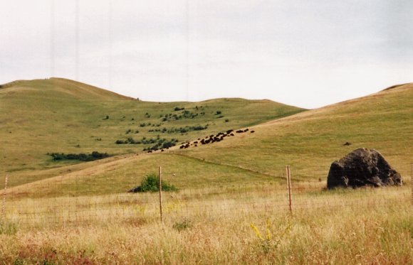 bison herd