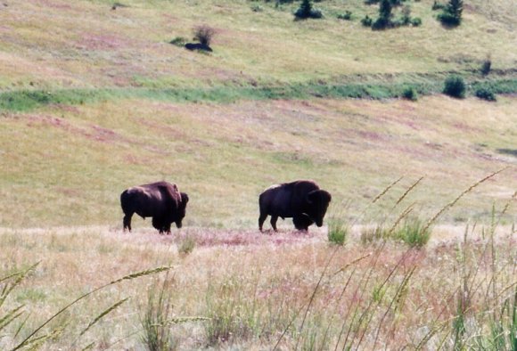 bison2