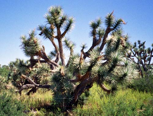 joshua tree