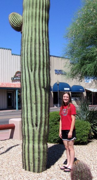 wickenburg big cactus lisa