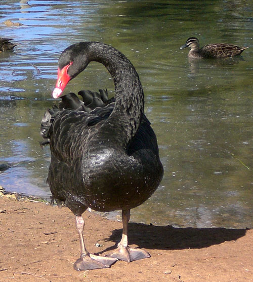 12 bordertown black swan