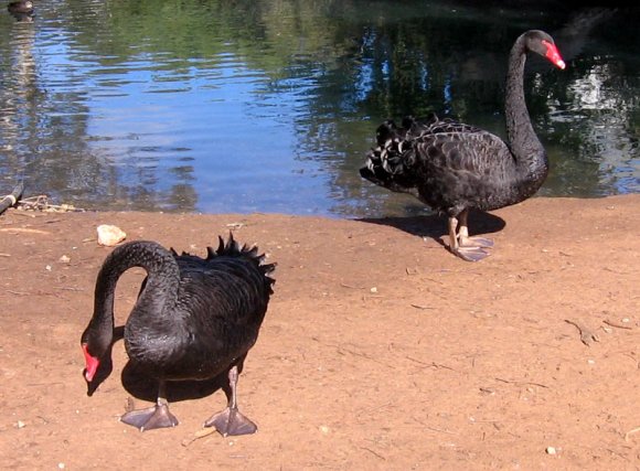 12 bordertown black swans2