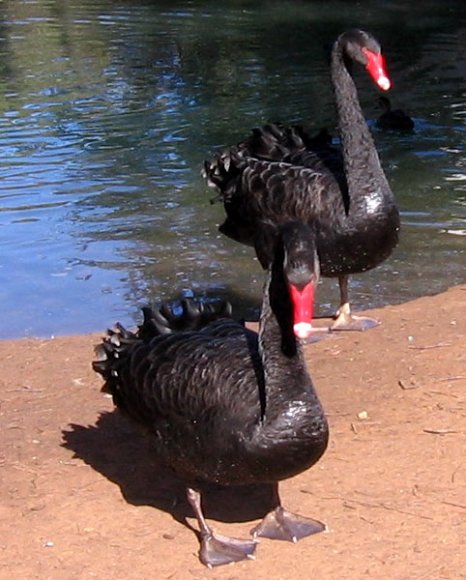 12 bordertown black swans