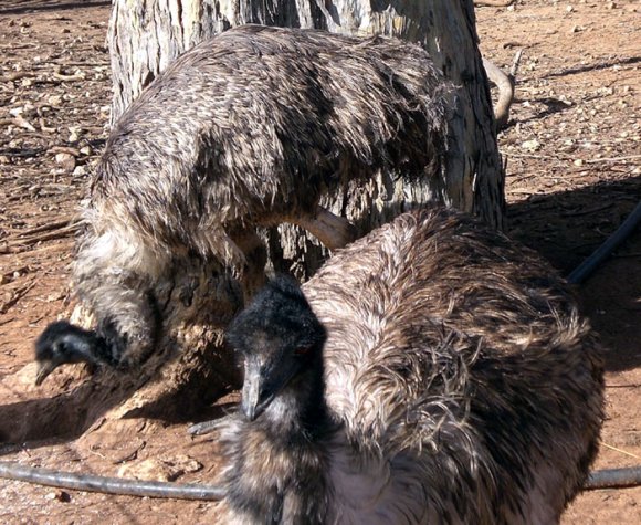 12 bordertown emus