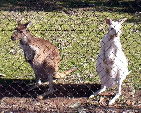 12 bordertown white kangaroo rare