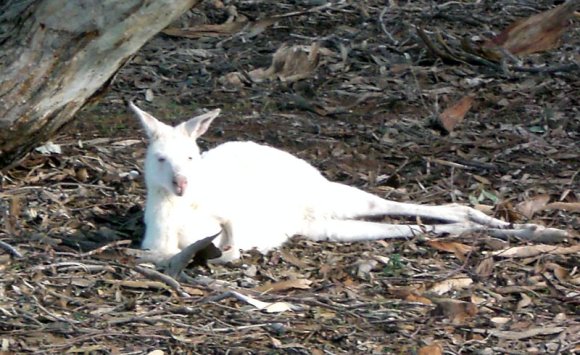 12 bordertown white kangaroo