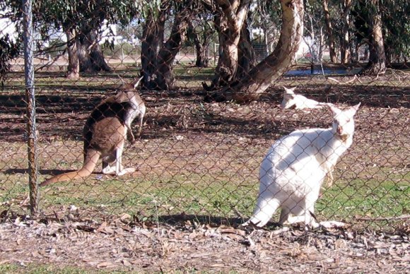 12 bordertown white kangaroos2