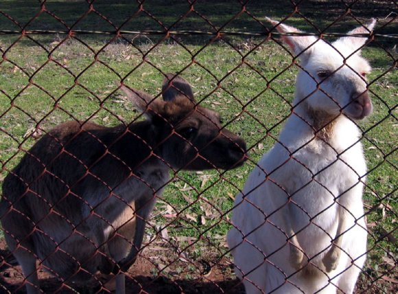 12 bordertown white kangaroos3