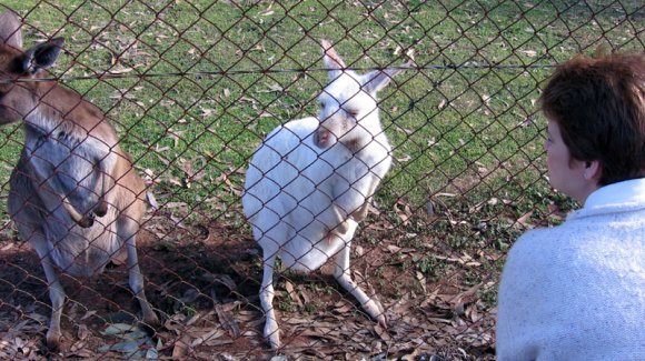 12 bordertown white kangaroos4