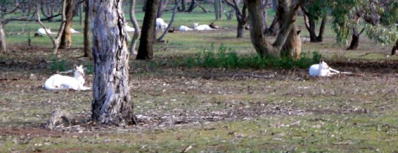 12 bordertown white kangaroos