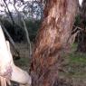 12 kooringa cool bark
