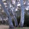 12 kooringa eculyptus2