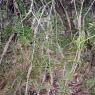 12 kooringa grass