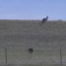 12 kooringa kangaroos run2