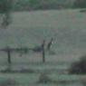 12 kooringa kangaroos2 wild
