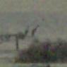 12 kooringa kangaroos3 wild