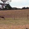 12 kooringa kangaroos