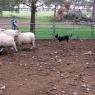 12 sheep dog